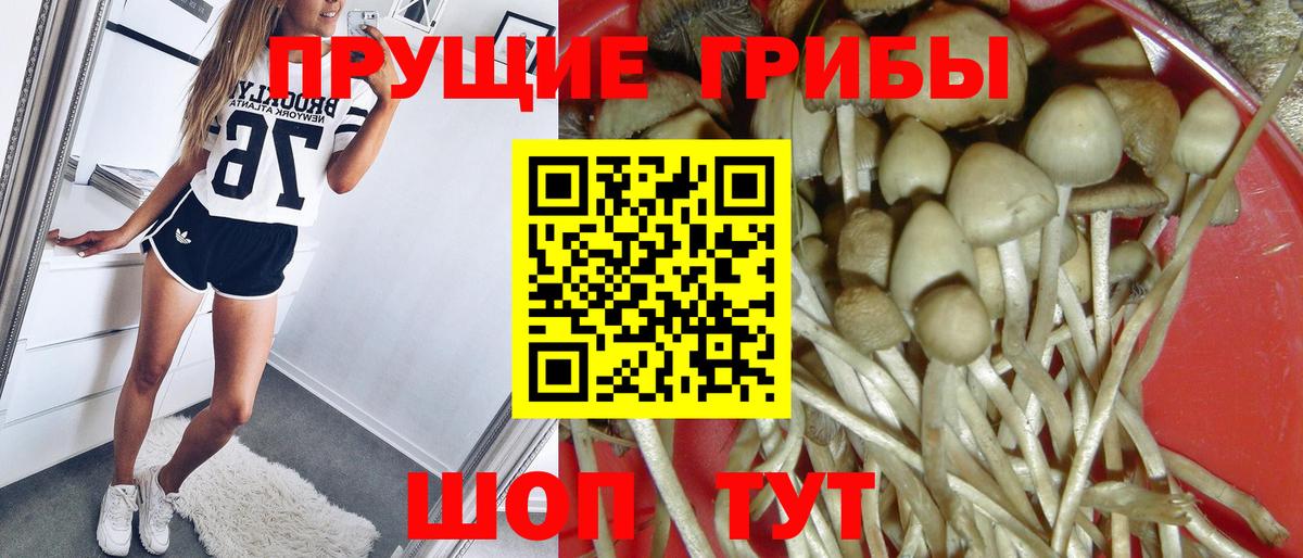 Псилоцибиновые грибы Psilocybe Долгопрудный